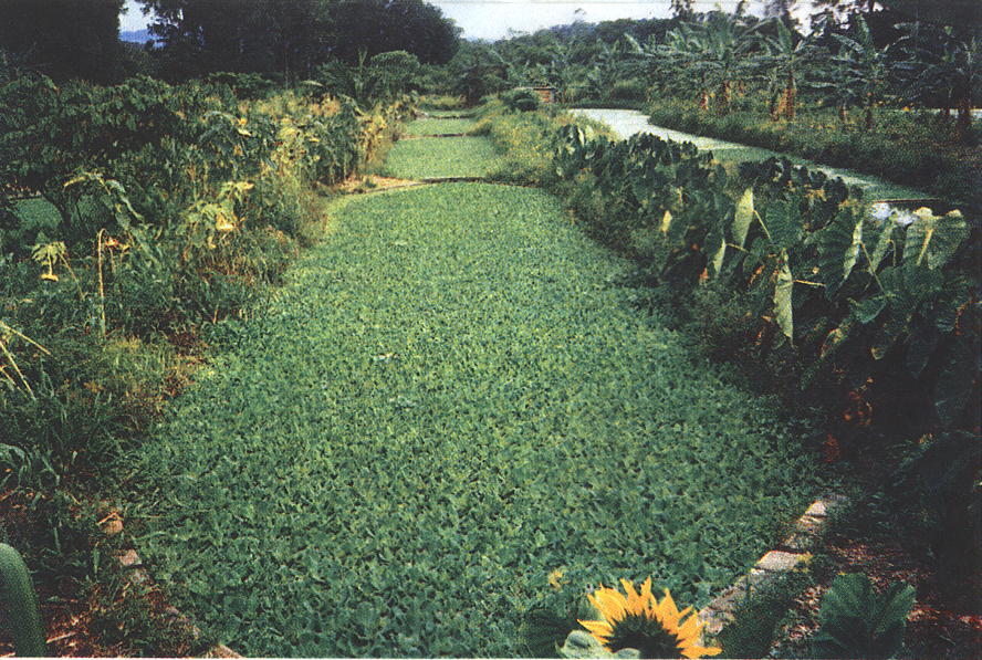 Macrophyta ready for harvesting 